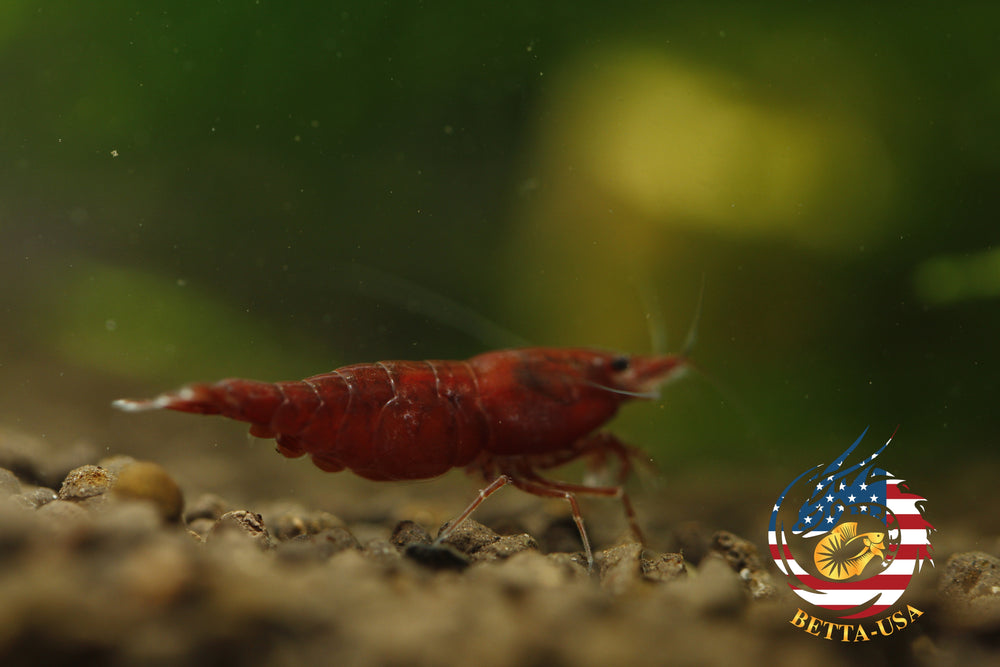 Blood Mary  Freshwater Neocaridina Aquarium Shrimp. Live Guarantee - Betta USA Aquatic