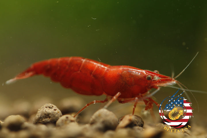 Fire Red Cherry - Freshwater Neocaridina Aquarium Shrimp. Live Guarantee