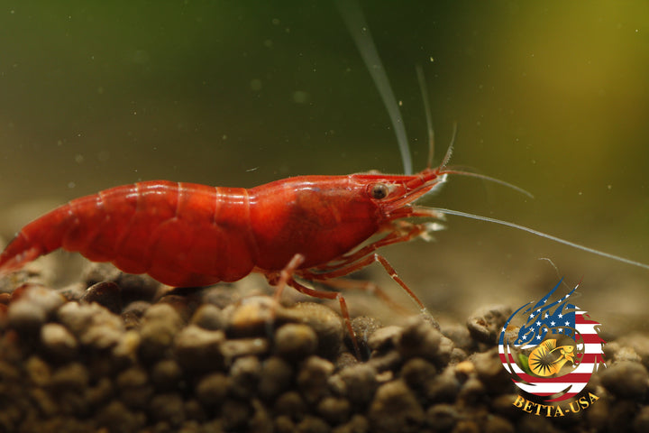 Fire Red Cherry - Freshwater Neocaridina Aquarium Shrimp. Live Guarantee