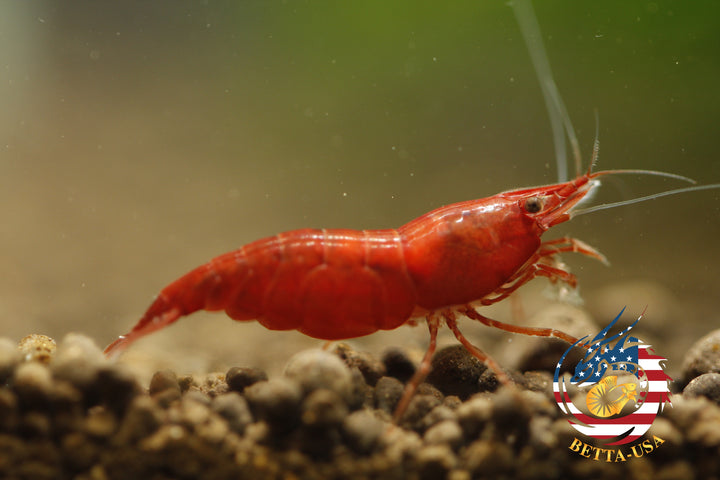 Fire Red Cherry - Freshwater Neocaridina Aquarium Shrimp. Live Guarantee