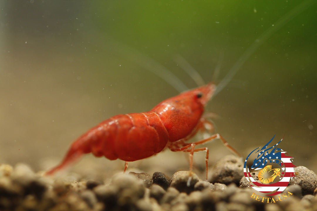 Fire Red Cherry - Freshwater Neocaridina Aquarium Shrimp. Live Guarantee