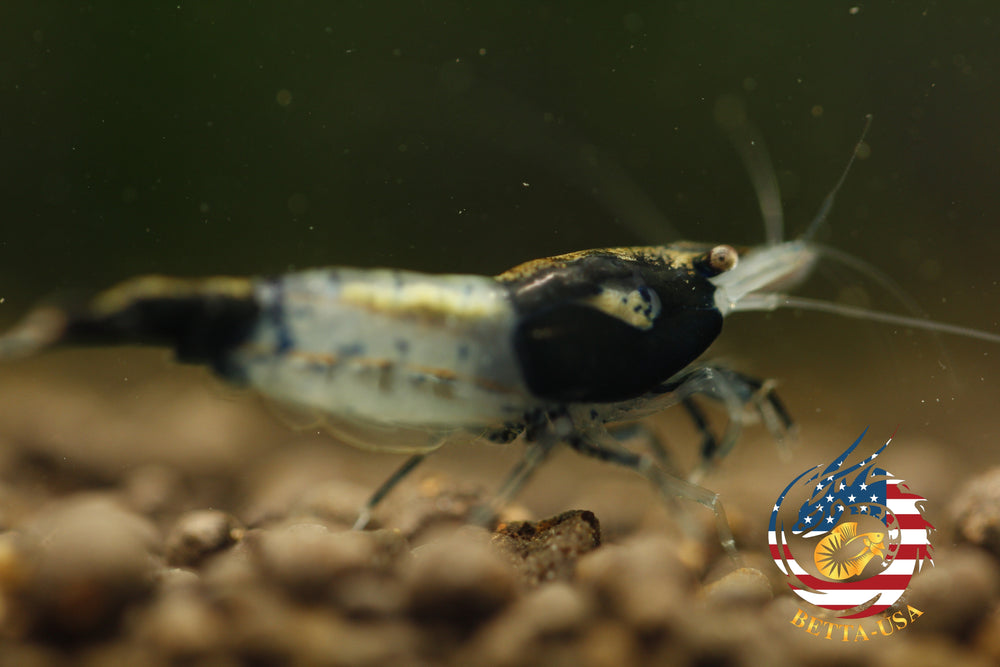 Black Rili -  Freshwater Neocaridina Aquarium Shrimp. Live Guarantee - Betta USA Aquatic