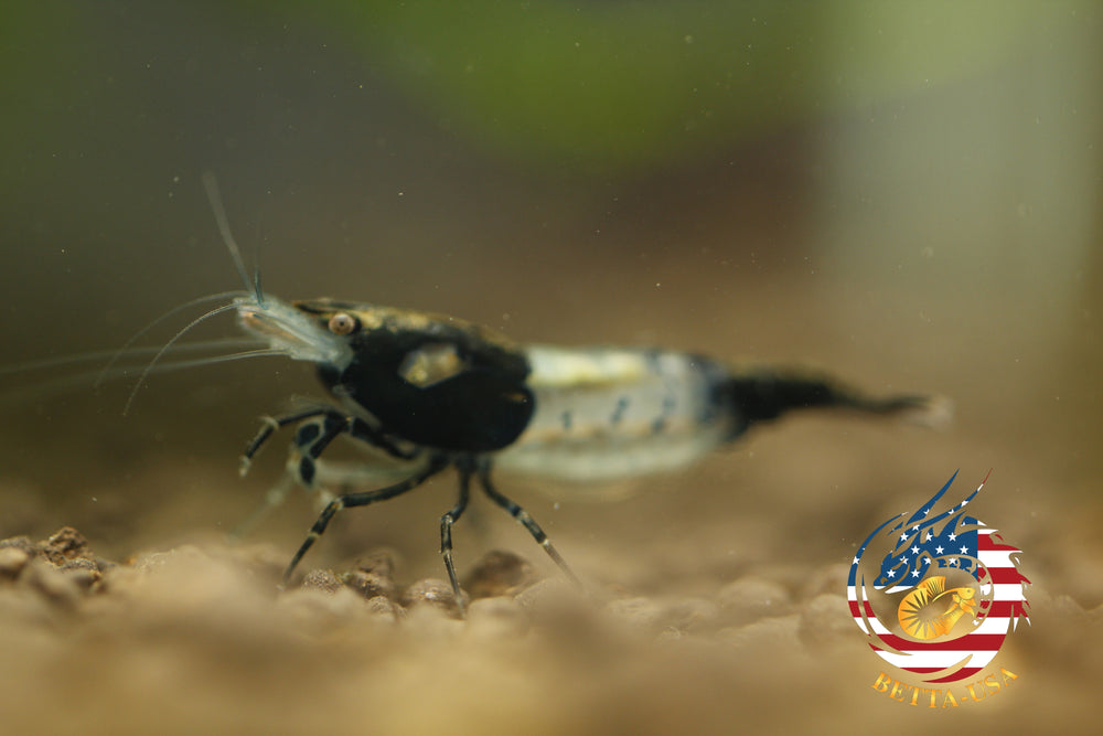 Black Rili -  Freshwater Neocaridina Aquarium Shrimp. Live Guarantee - Betta USA Aquatic
