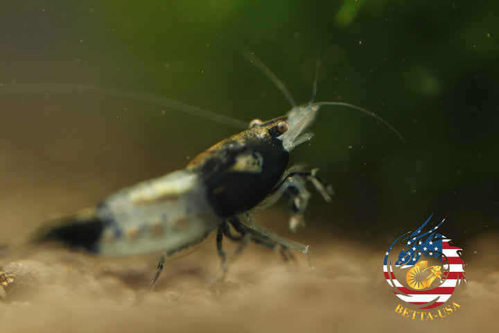 Black Rili -  Freshwater Neocaridina Aquarium Shrimp. Live Guarantee