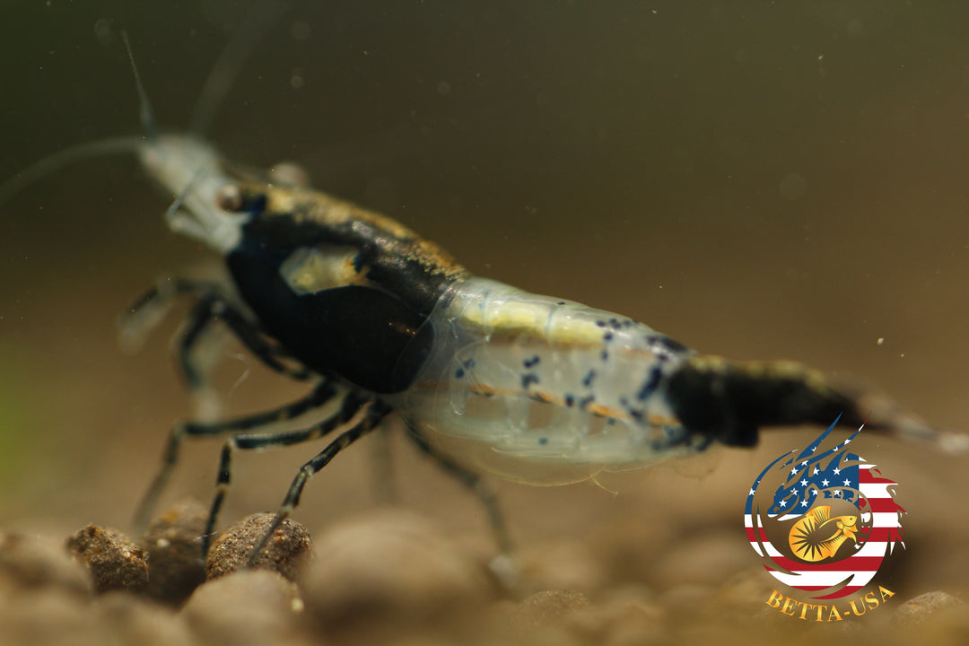 Black Rili -  Freshwater Neocaridina Aquarium Shrimp. Live Guarantee