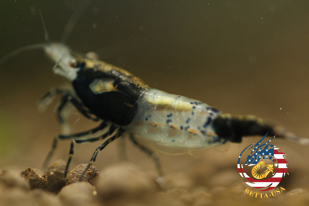 Black Rili -  Freshwater Neocaridina Aquarium Shrimp. Live Guarantee - Betta USA Aquatic
