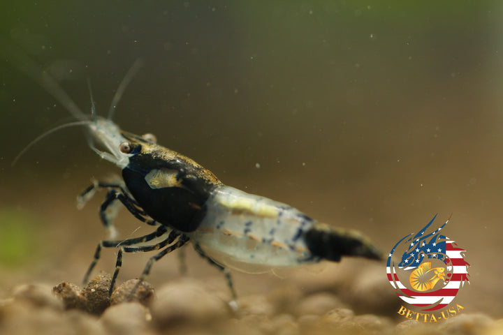 Black Rili -  Freshwater Neocaridina Aquarium Shrimp. Live Guarantee