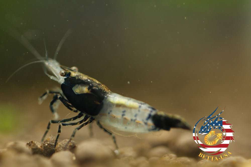 Black Rili -  Freshwater Neocaridina Aquarium Shrimp. Live Guarantee - Betta USA Aquatic
