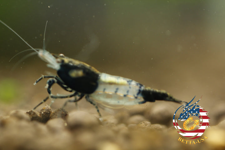 Black Rili -  Freshwater Neocaridina Aquarium Shrimp. Live Guarantee