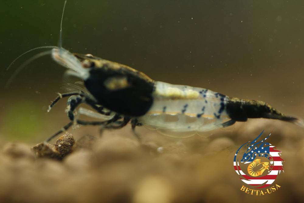 Black Rili -  Freshwater Neocaridina Aquarium Shrimp. Live Guarantee - Betta USA Aquatic