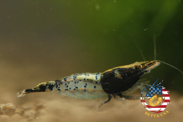 Black Rili -  Freshwater Neocaridina Aquarium Shrimp. Live Guarantee