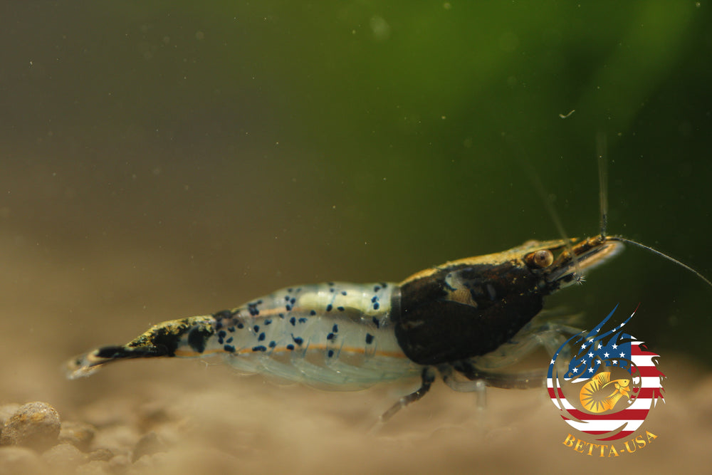 Black Rili -  Freshwater Neocaridina Aquarium Shrimp. Live Guarantee - Betta USA Aquatic