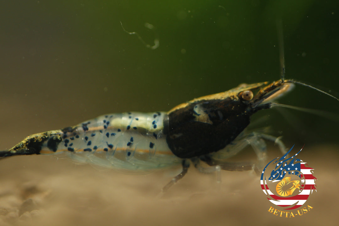 Black Rili -  Freshwater Neocaridina Aquarium Shrimp. Live Guarantee