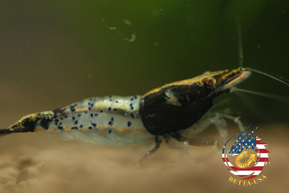 Black Rili -  Freshwater Neocaridina Aquarium Shrimp. Live Guarantee - Betta USA Aquatic