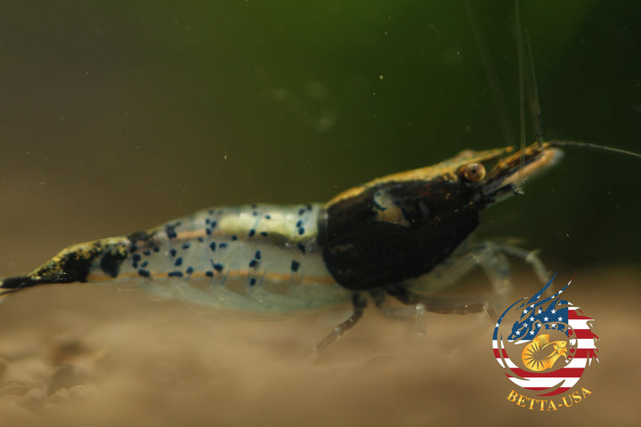 Black Rili -  Freshwater Neocaridina Aquarium Shrimp. Live Guarantee