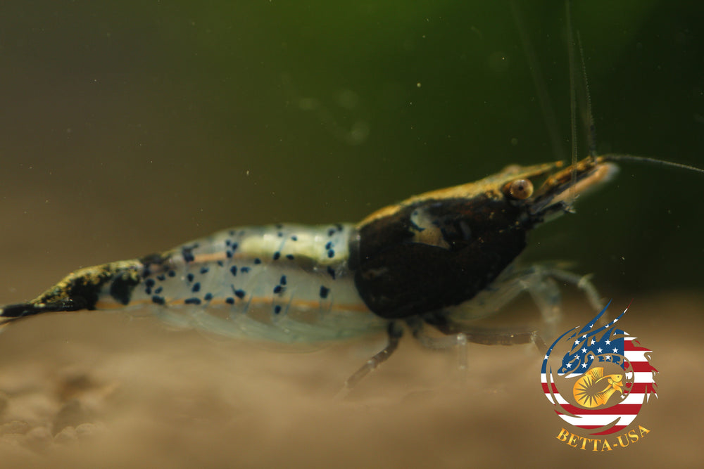 Black Rili -  Freshwater Neocaridina Aquarium Shrimp. Live Guarantee - Betta USA Aquatic