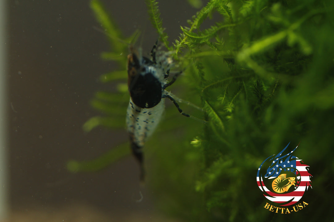 Black Rili -  Freshwater Neocaridina Aquarium Shrimp. Live Guarantee