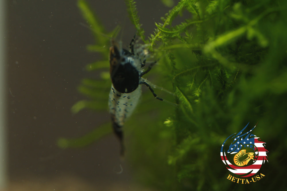 Black Rili -  Freshwater Neocaridina Aquarium Shrimp. Live Guarantee - Betta USA Aquatic