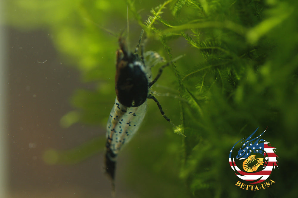 Black Rili -  Freshwater Neocaridina Aquarium Shrimp. Live Guarantee - Betta USA Aquatic