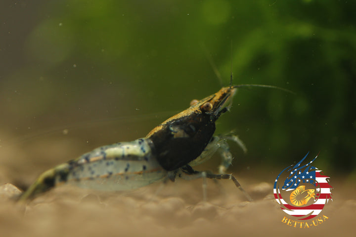 Black Rili -  Freshwater Neocaridina Aquarium Shrimp. Live Guarantee