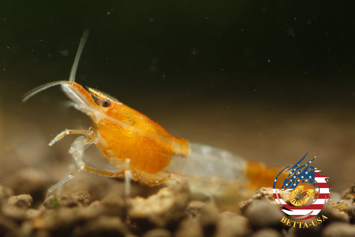 Orange Rili -   Freshwater Neocaridina Aquarium Shrimp. Live Guarantee