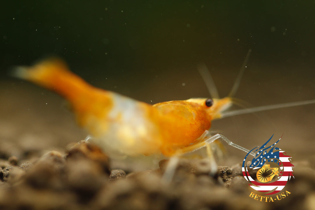 Orange Rili -   Freshwater Neocaridina Aquarium Shrimp. Live Guarantee