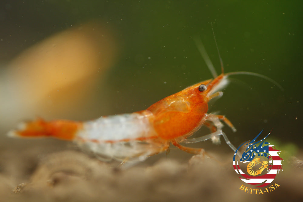 Orange Rili -   Freshwater Neocaridina Aquarium Shrimp. Live Guarantee - Betta USA Aquatic