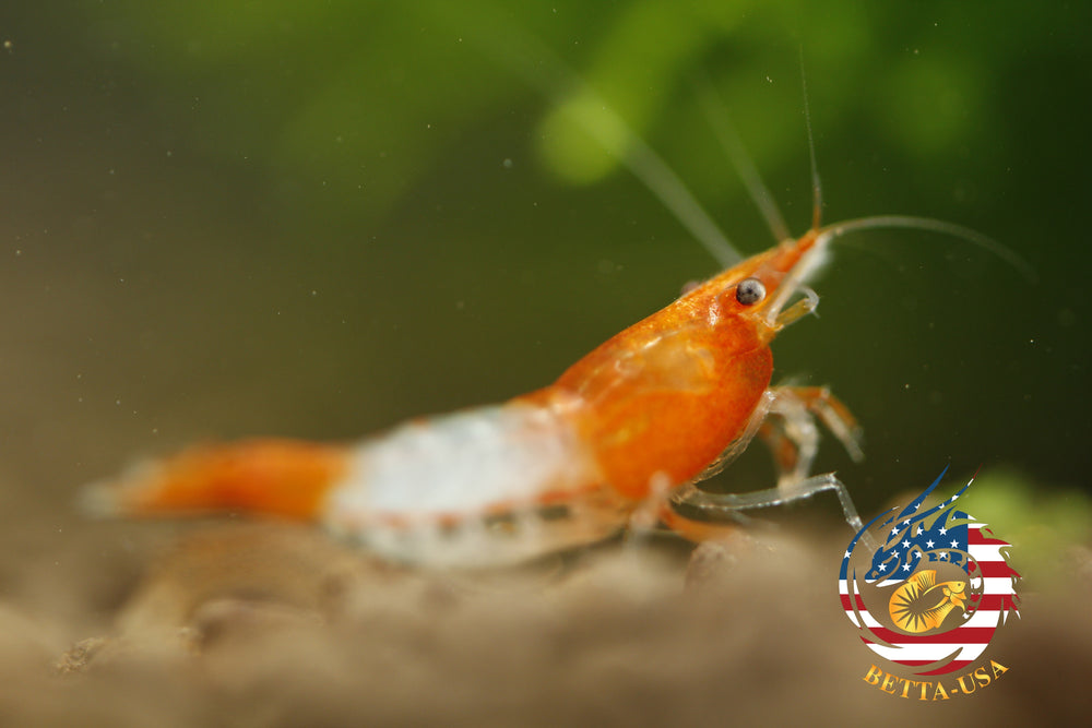 Orange Rili -   Freshwater Neocaridina Aquarium Shrimp. Live Guarantee - Betta USA Aquatic