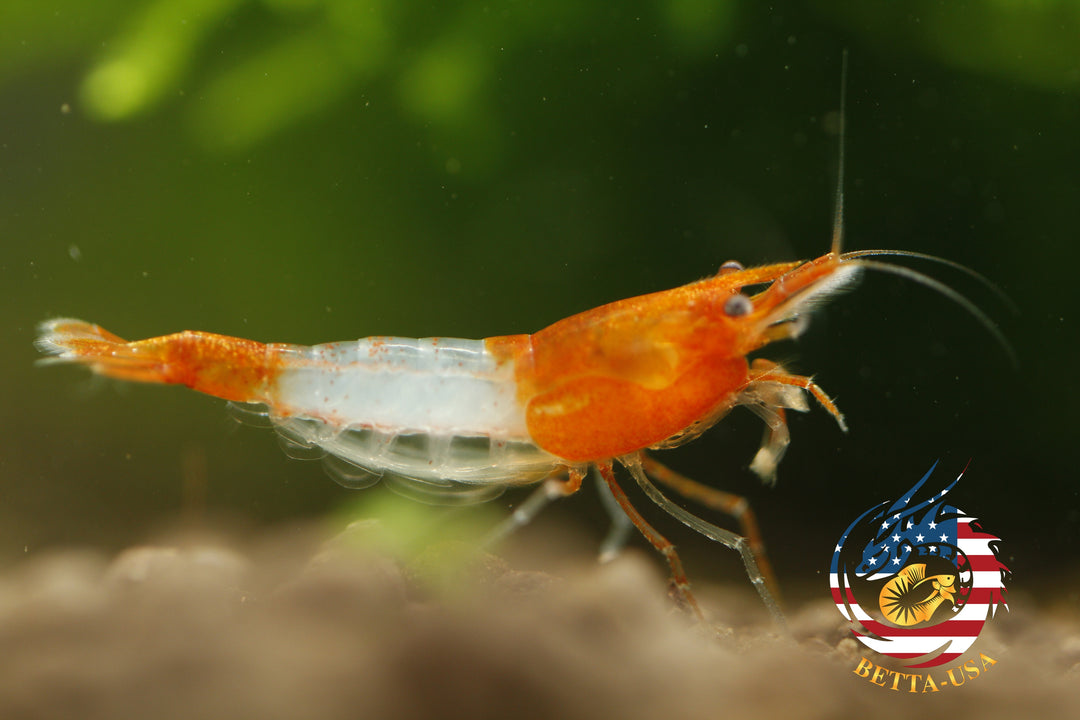 Orange Rili -   Freshwater Neocaridina Aquarium Shrimp. Live Guarantee