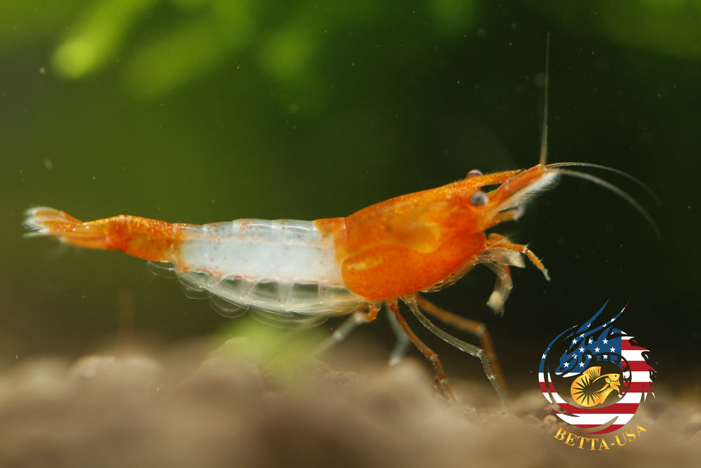 Orange Rili -   Freshwater Neocaridina Aquarium Shrimp. Live Guarantee - Betta USA Aquatic