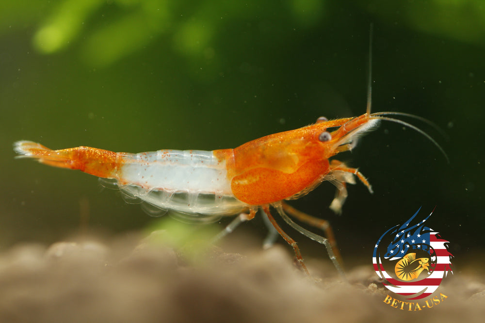 Orange Rili -   Freshwater Neocaridina Aquarium Shrimp. Live Guarantee - Betta USA Aquatic