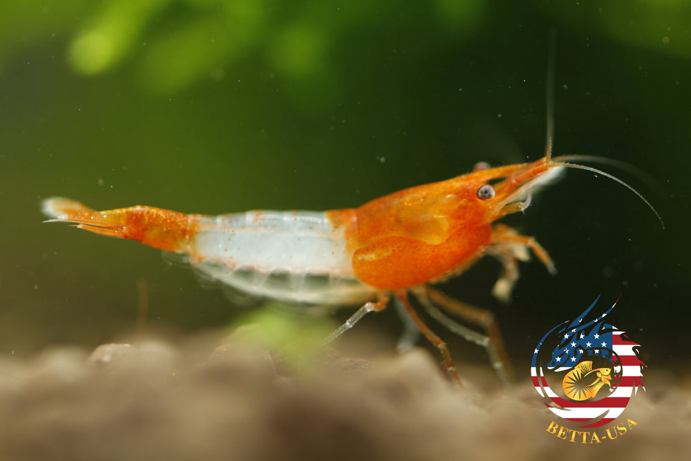 Orange Rili -   Freshwater Neocaridina Aquarium Shrimp. Live Guarantee - Betta USA Aquatic