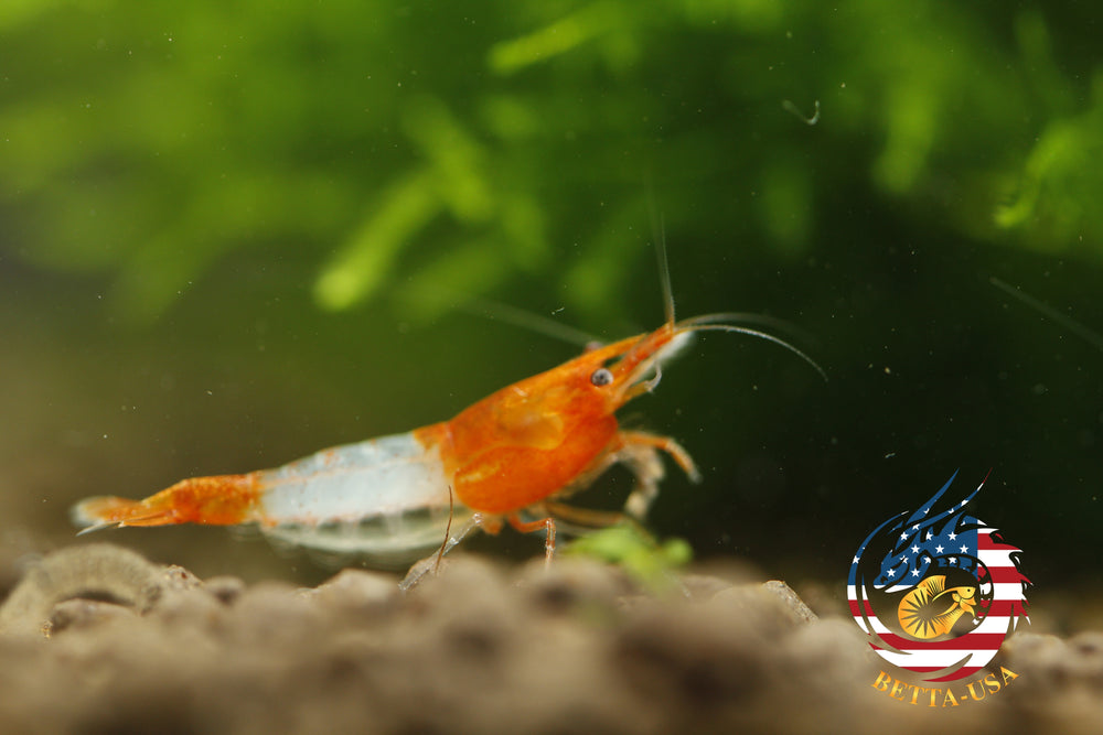 Orange Rili -   Freshwater Neocaridina Aquarium Shrimp. Live Guarantee - Betta USA Aquatic