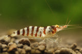 Babaulti Zebra  - Freshwater Neocaridina Aquarium Shrimp. Live Guarantee