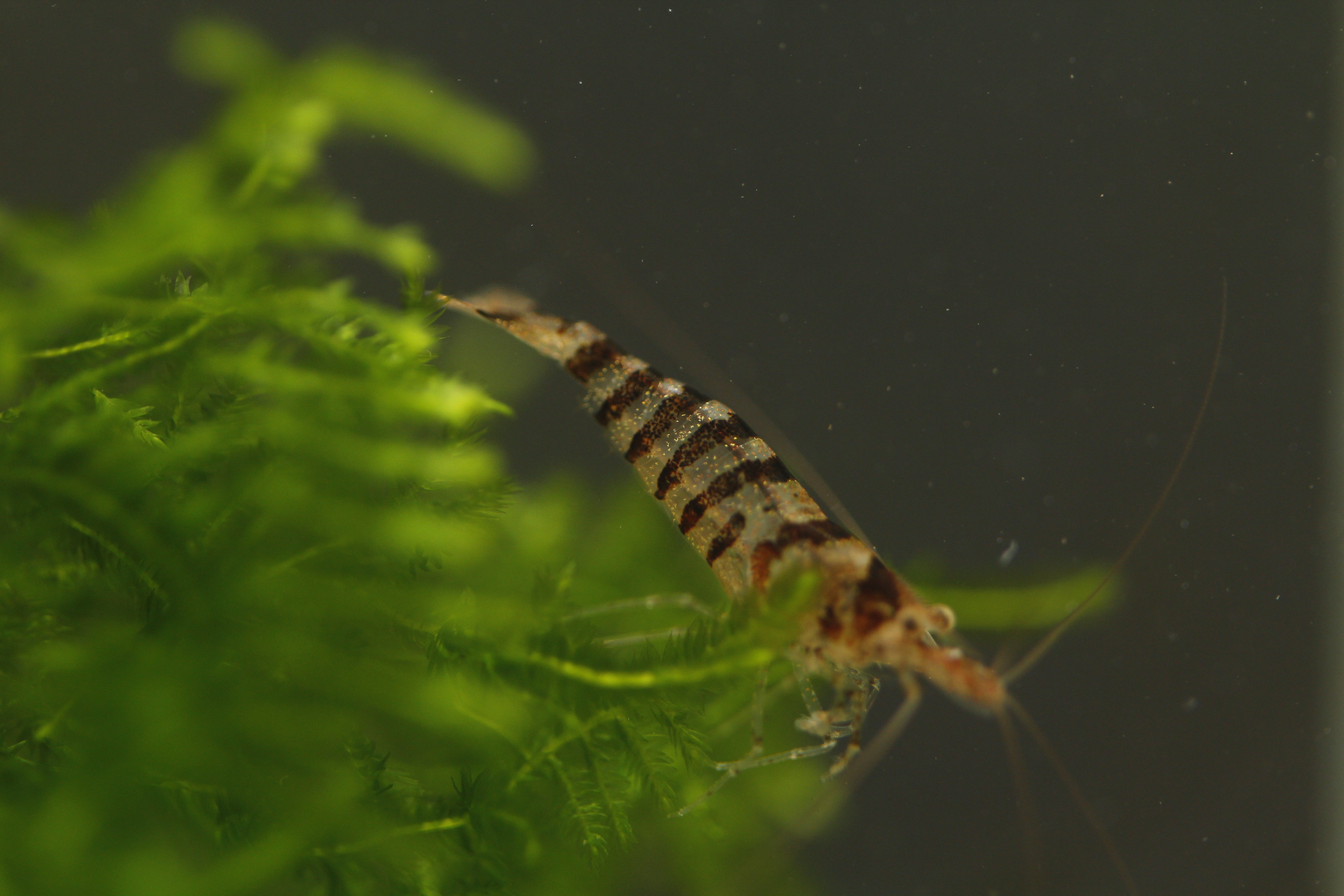 Babaulti Zebra  - Freshwater Neocaridina Aquarium Shrimp. Live Guarantee