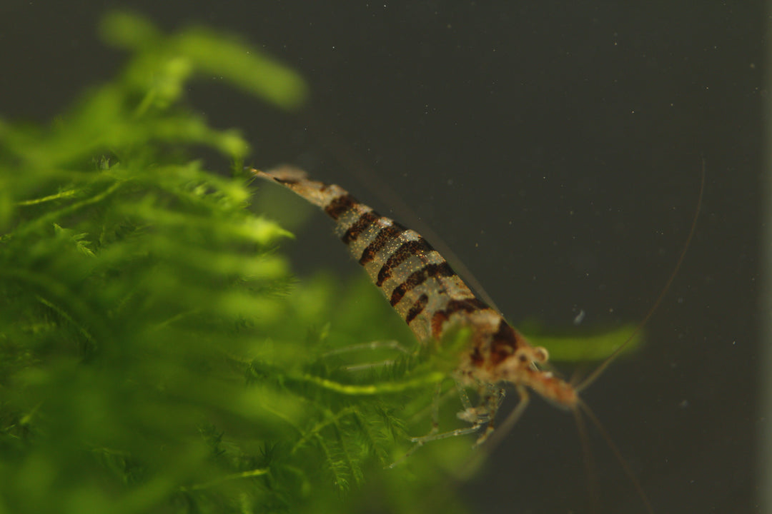 Babaulti Zebra - Freshwater Neocaridina Aquarium Shrimp. Live