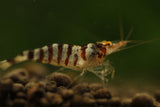 Babaulti Zebra  - Freshwater Neocaridina Aquarium Shrimp. Live Guarantee