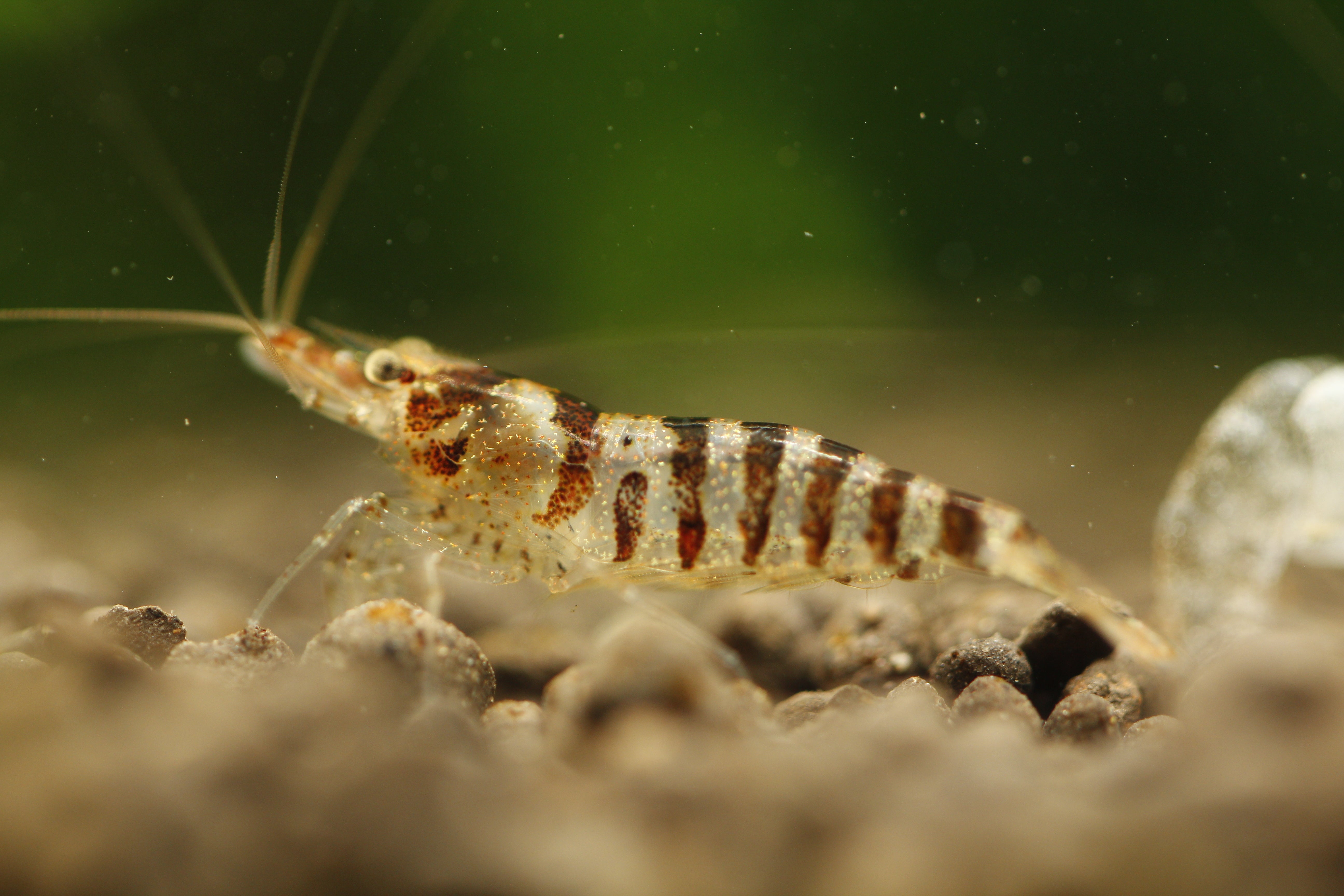 Babaulti Zebra  - Freshwater Neocaridina Aquarium Shrimp. Live Guarantee