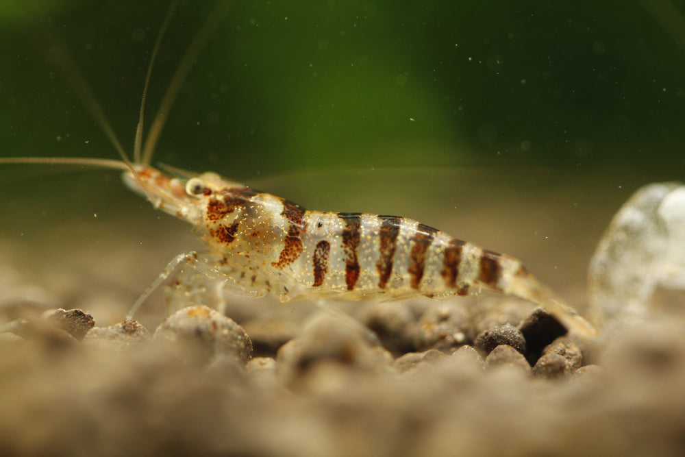 Babaulti Zebra  - Freshwater Neocaridina Aquarium Shrimp. Live Guarantee - Betta USA Aquatic