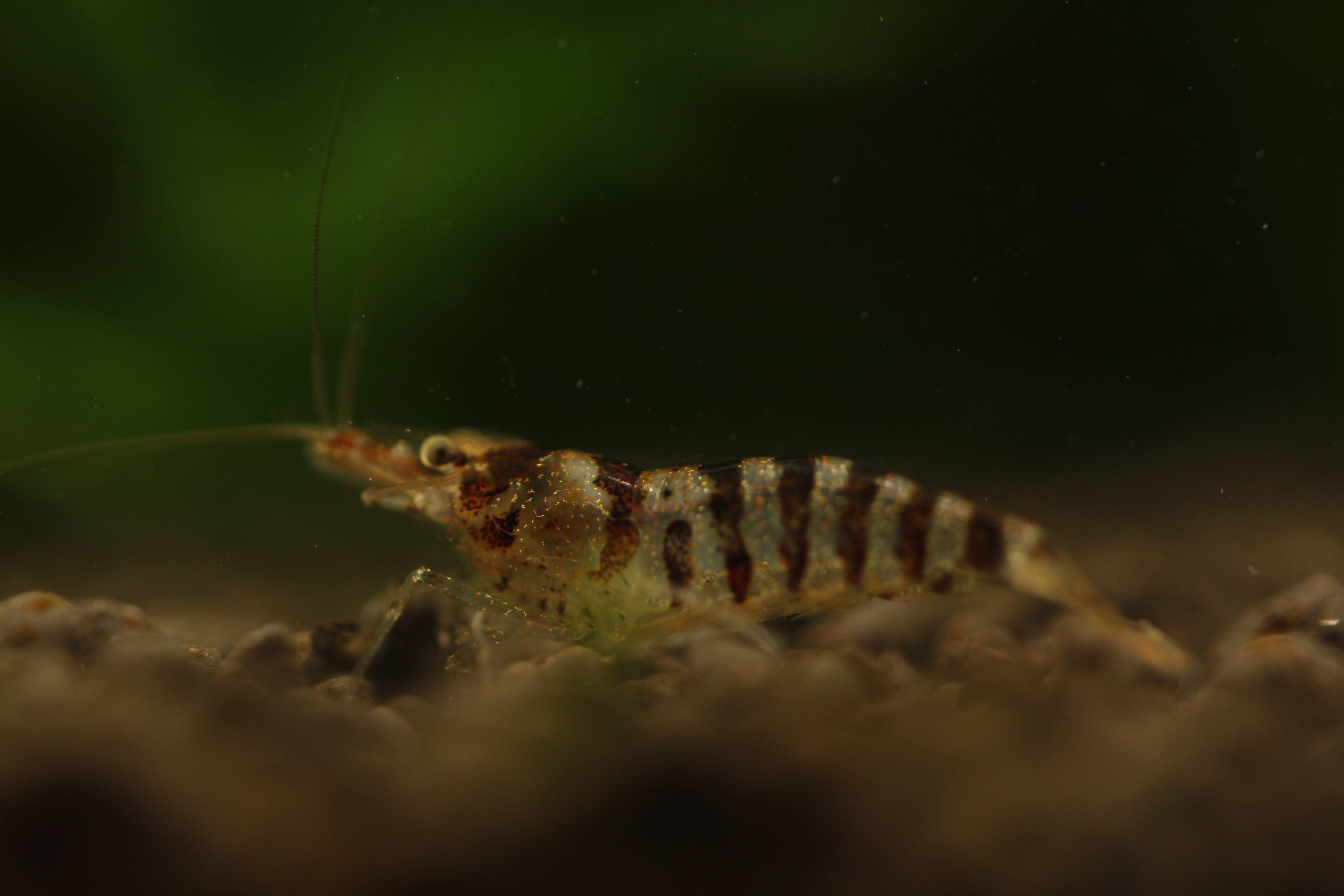 Babaulti Zebra  - Freshwater Neocaridina Aquarium Shrimp. Live Guarantee