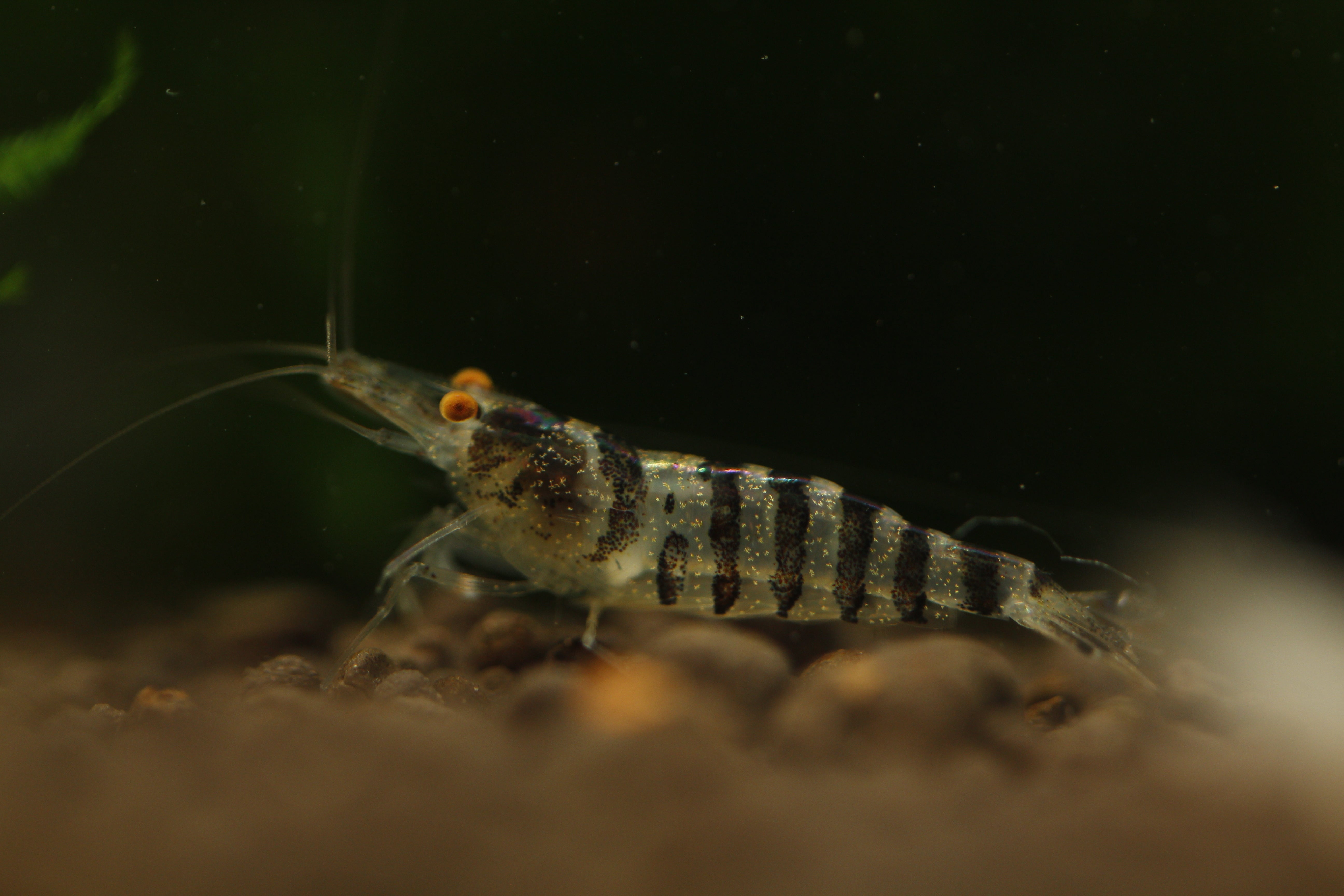 Babaulti Zebra  - Freshwater Neocaridina Aquarium Shrimp. Live Guarantee