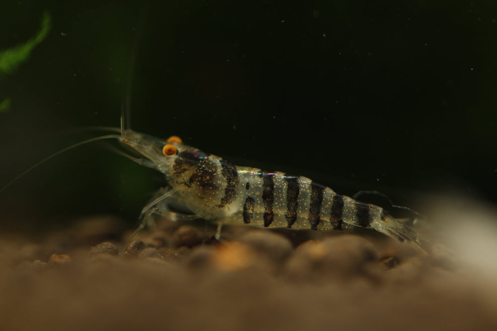 Babaulti Zebra  - Freshwater Neocaridina Aquarium Shrimp. Live Guarantee - Betta USA Aquatic
