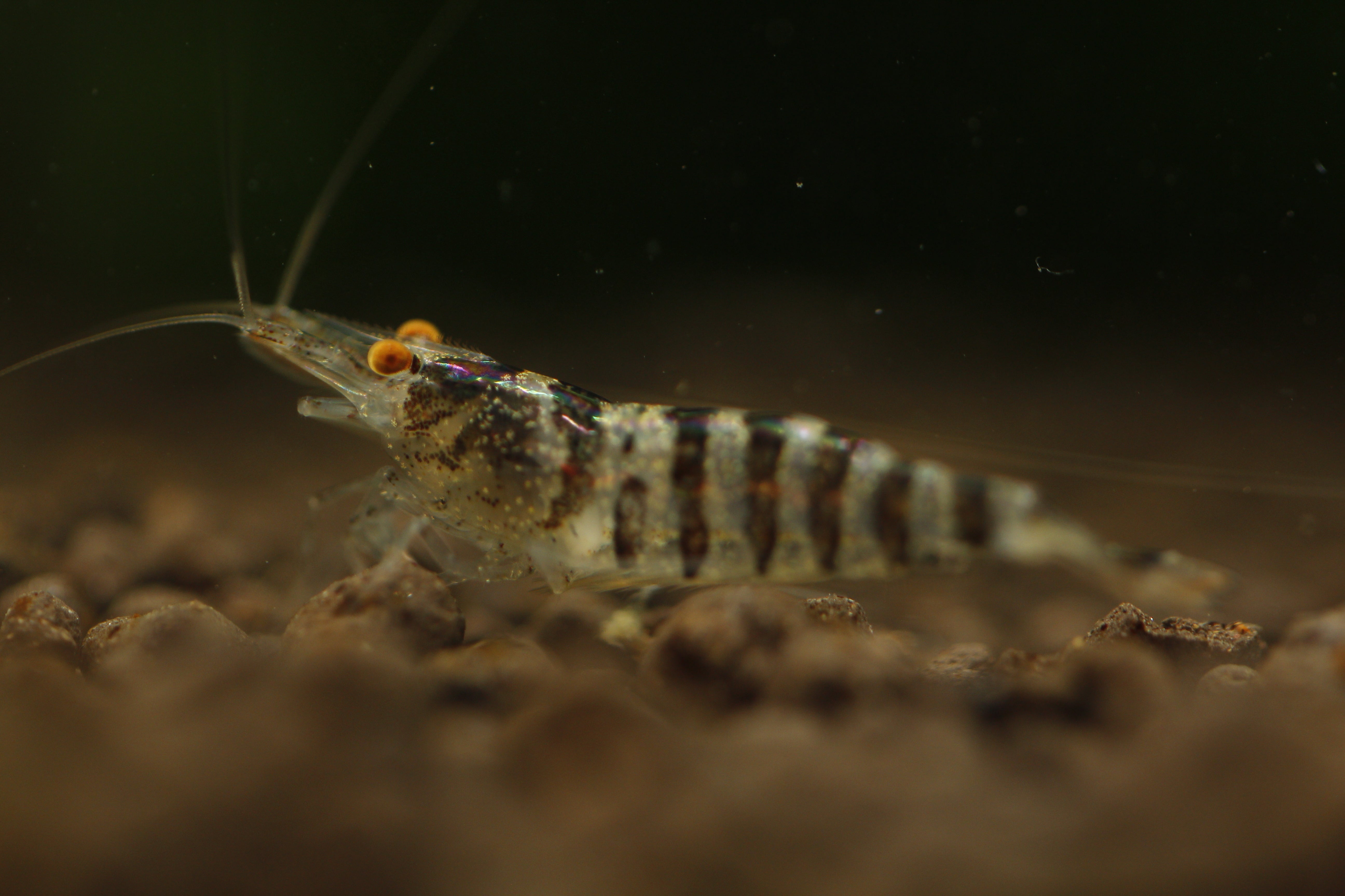 Babaulti Zebra  - Freshwater Neocaridina Aquarium Shrimp. Live Guarantee