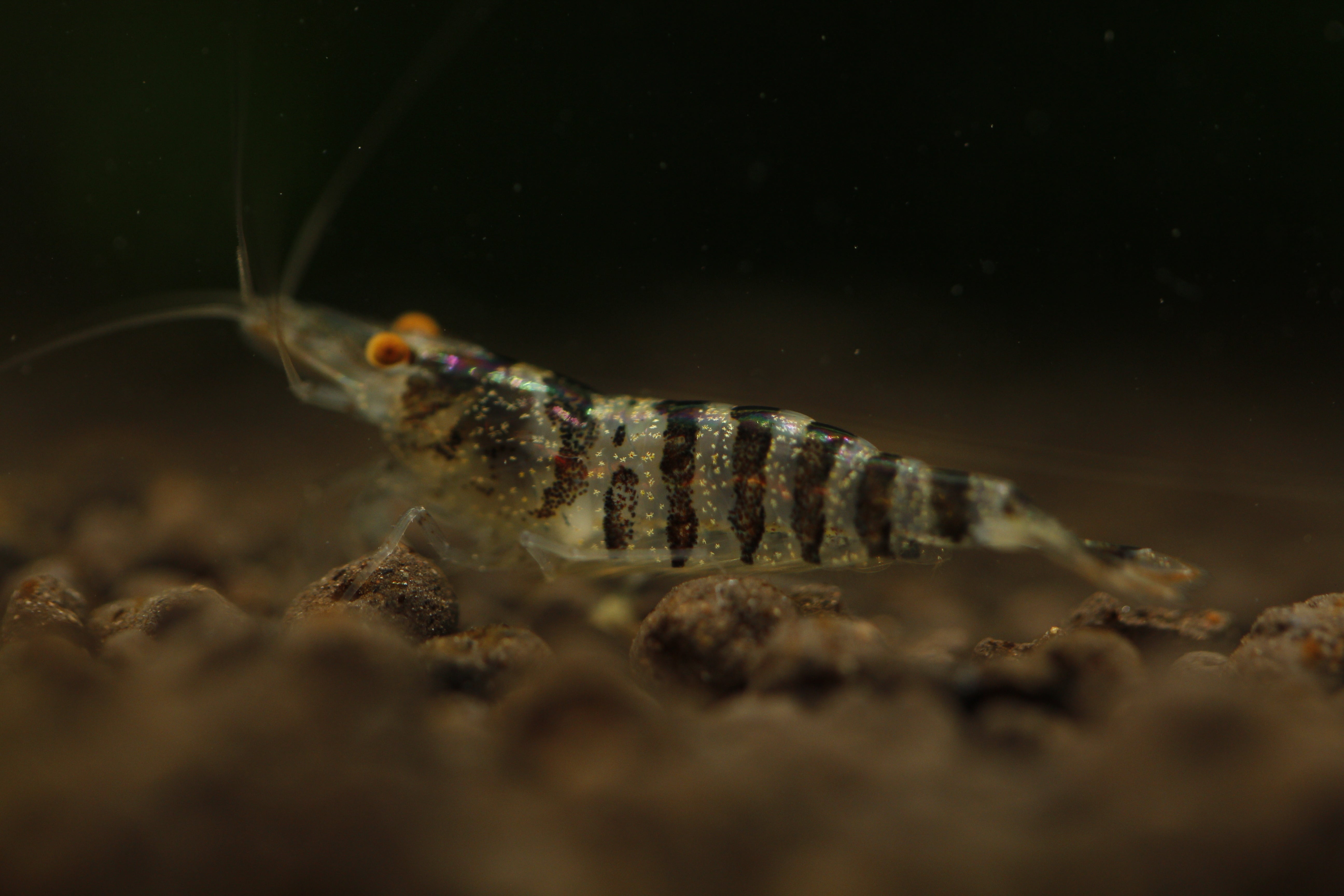 Babaulti Zebra  - Freshwater Neocaridina Aquarium Shrimp. Live Guarantee