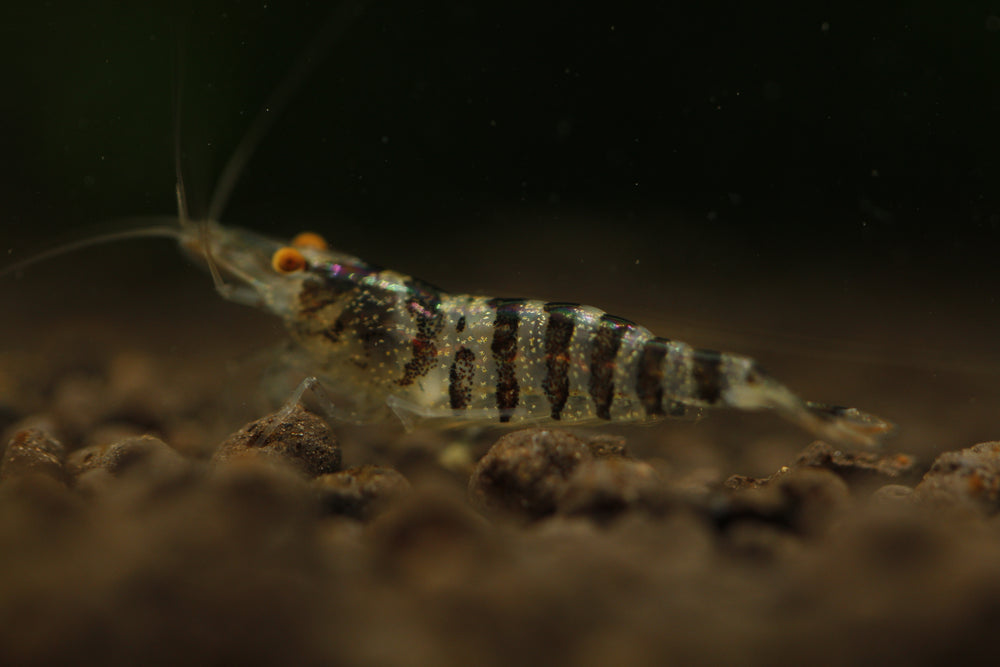 Babaulti Zebra  - Freshwater Neocaridina Aquarium Shrimp. Live Guarantee - Betta USA Aquatic