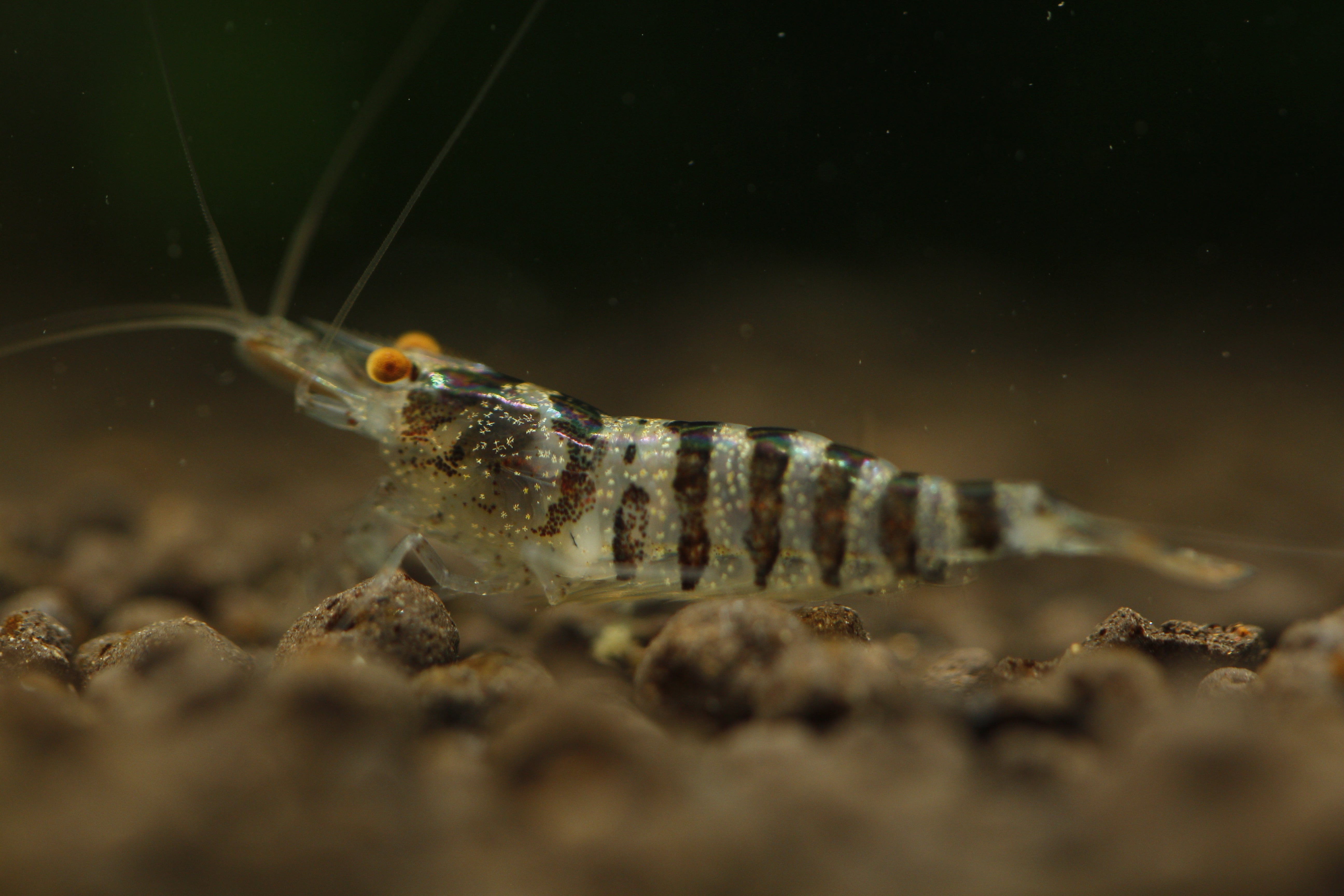 Babaulti Zebra  - Freshwater Neocaridina Aquarium Shrimp. Live Guarantee