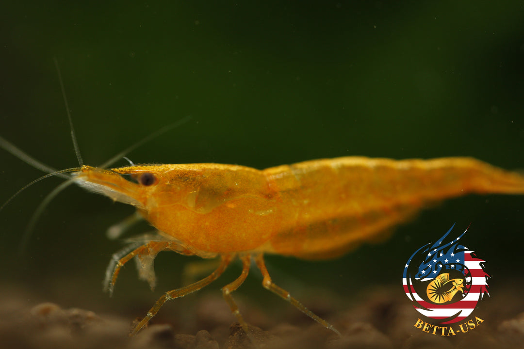 Orange Sunkist -  Freshwater Neocaridina Aquarium Shrimp. Live Guarantee