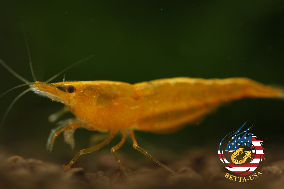 Orange Sunkist -  Freshwater Neocaridina Aquarium Shrimp. Live Guarantee