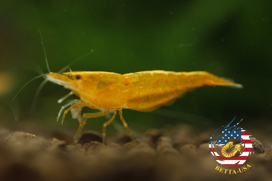 Orange Sunkist -  Freshwater Neocaridina Aquarium Shrimp. Live Guarantee