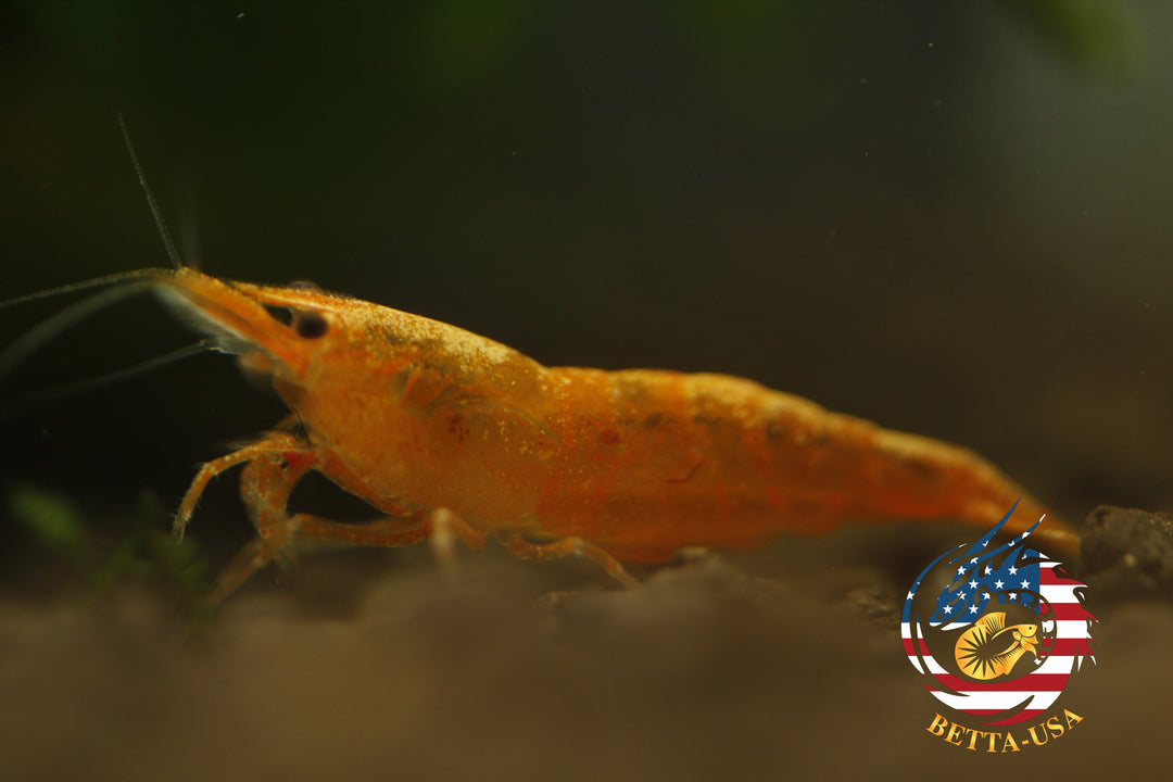 Orange Sunkist -  Freshwater Neocaridina Aquarium Shrimp. Live Guarantee